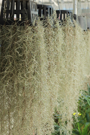 home decorated garden with spanish moss hanging strandの写真素材