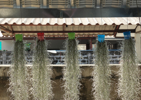 home decorated garden with spanish moss hanging strandの写真素材