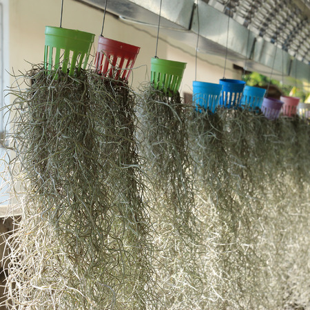 home decorated garden with spanish moss hanging strandの写真素材