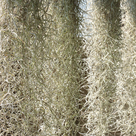 home decorated garden with spanish moss hanging strandの写真素材