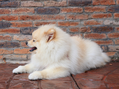 pomeranian puppy dog, cute petの写真素材