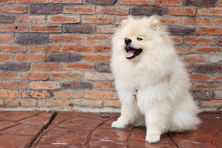 pomeranian puppy dog, cute petの写真素材