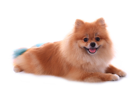 brown pomeranian dog isolated on white background, cute pet in homeの写真素材