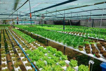 green lettuce, cultivation hydroponics green vegetable in farmの写真素材
