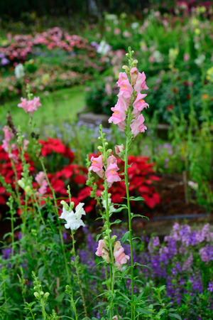 pink flowers in the gardenの写真素材