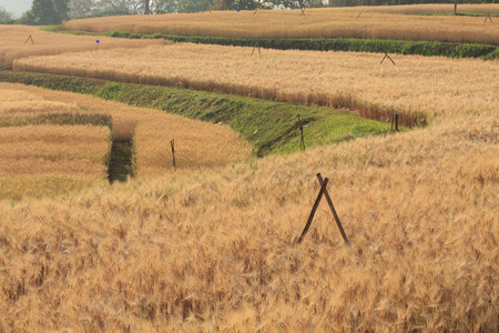 barley field of agriculture rural sceneの写真素材