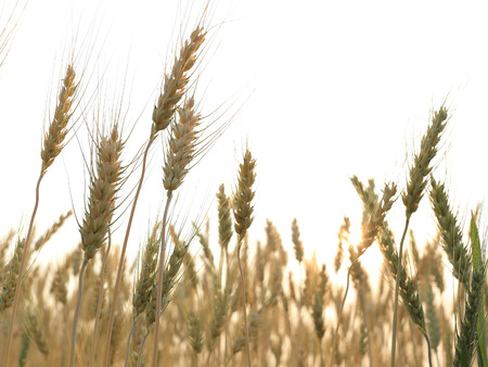 barley field of agriculture rural sceneの写真素材