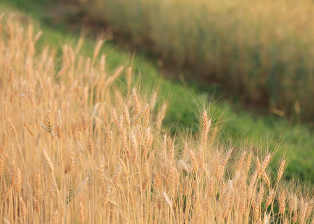 barley field of agriculture rural sceneの写真素材