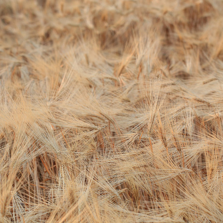 barley field of agriculture rural sceneの写真素材