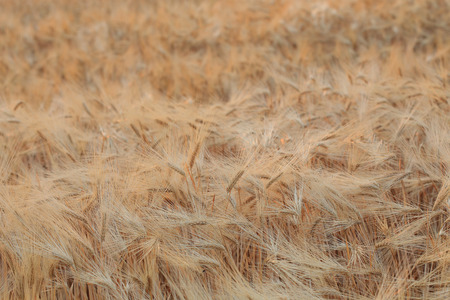 barley field of agriculture rural sceneの写真素材