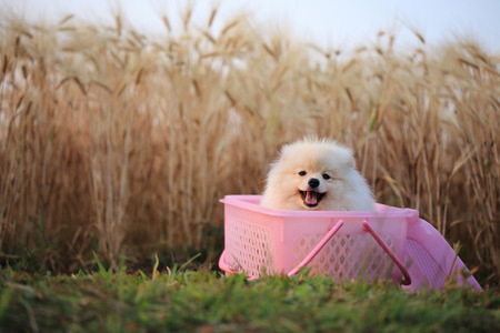 pomeranian puppy dog in basket picnicの写真素材
