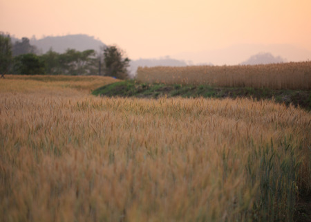 barley field of agriculture rural sceneの写真素材