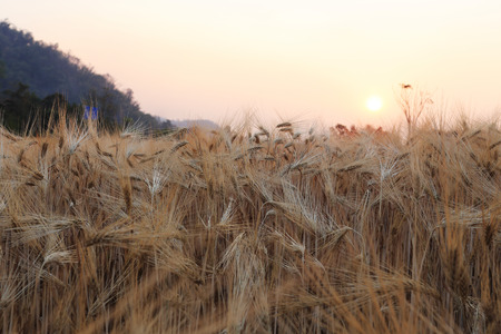 barley field of agriculture rural sceneの写真素材