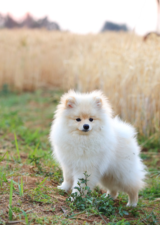 white pomeranian puppy dog in rice fieldの写真素材