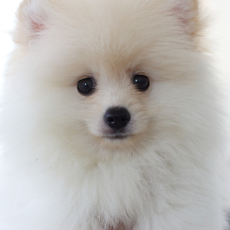 white pomeranian puppy dog, cute petの写真素材