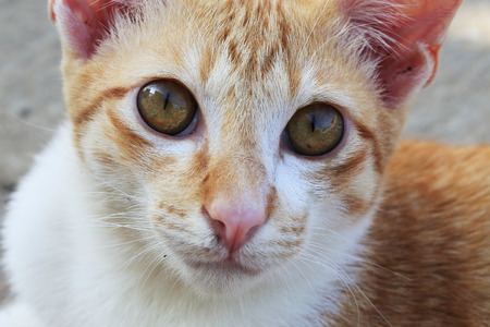 closeup detail of cat faceの写真素材