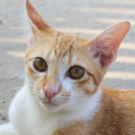 closeup detail of cat faceの写真素材