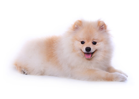 white pomeranian puppy dog  isolated on white background, cute petの写真素材
