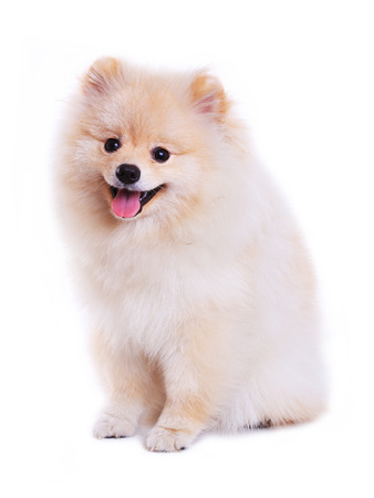 White pomeranian puppy dog isolated on white backgroundの写真素材