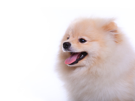 white pomeranian puppy dog  isolated on white background, cute petの写真素材