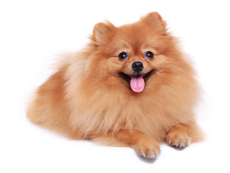 brown pomeranian dog isolated on white background, cute pet in homeの写真素材
