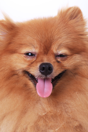 pomeranian dog, cloce up faceの写真素材