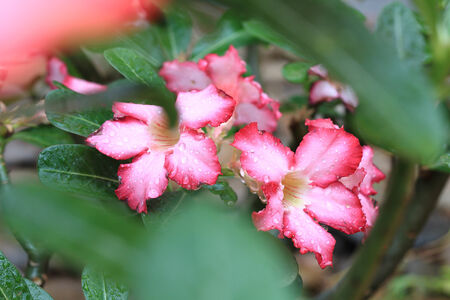 pink flowers with water drops on petal, desert rose flowersの写真素材