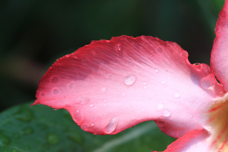 pink flowers with water drops on petal, desert rose flowersの写真素材