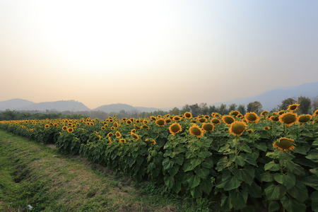 beautiful sunflower blooming in gardenの写真素材