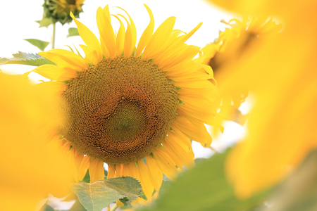beautiful sunflower blooming in gardenの写真素材