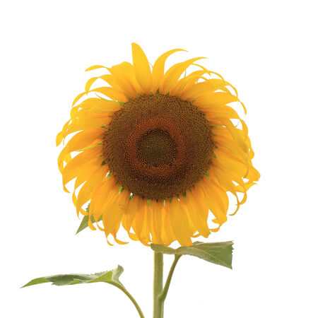 beautiful sunflower blooming isolated on white backgroundの写真素材