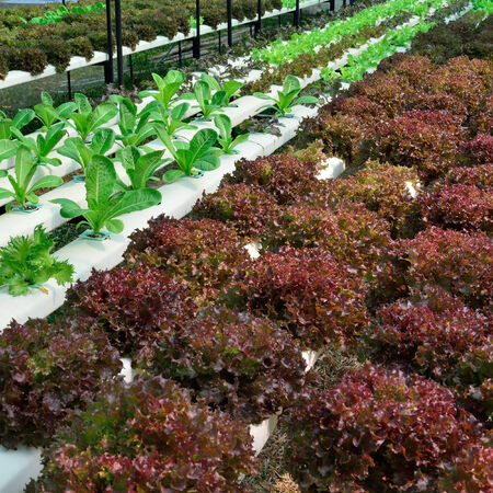 green lettuce, cultivation hydroponics green vegetable in farmの写真素材