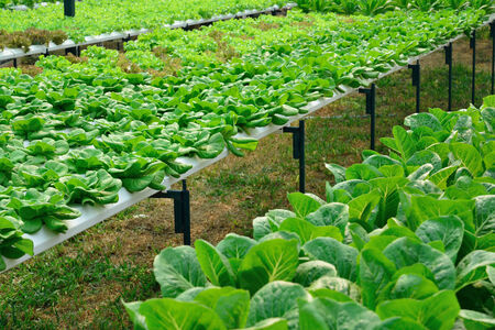 green lettuce, cultivation hydroponics green vegetable in farmの写真素材