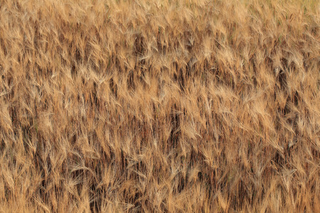 barley field of agriculture rural sceneの写真素材