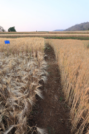 barley field of agriculture rural sceneの写真素材