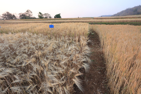 barley field of agriculture rural sceneの写真素材
