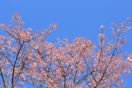 Beautiful cherry blossom with blue sky background, Chiang Mai, Thailandの写真素材