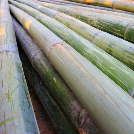 green bamboo for industry constructionの写真素材