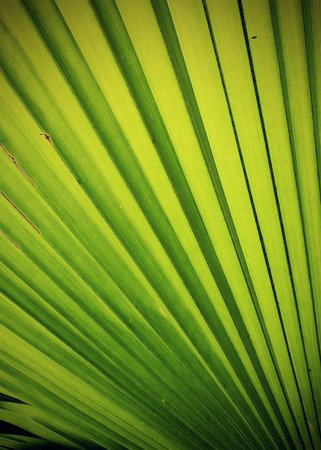 nature background, green palm leaf textureの写真素材