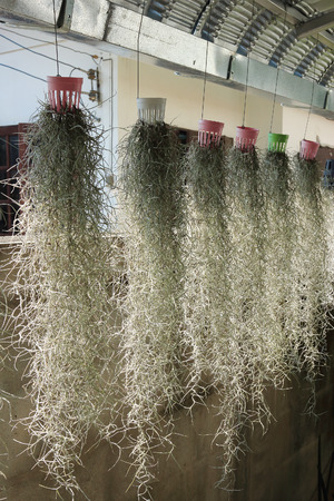 home decorated garden with spanish moss hanging strandの写真素材