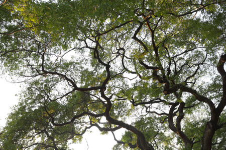 branch magnify of big green treeの写真素材