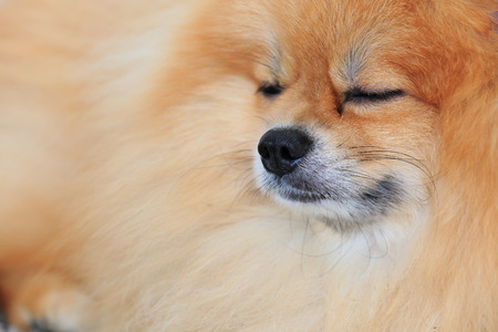 brown pomeranian dog sleeping in homeの写真素材