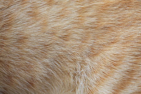 closeup detail of hair catの写真素材