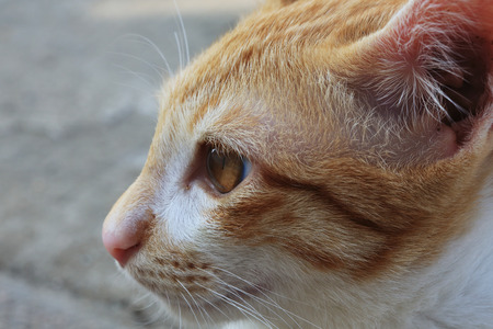 closeup detail of cat faceの写真素材
