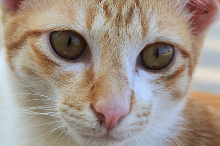 closeup detail of cat faceの写真素材
