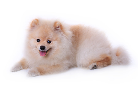 white pomeranian puppy dog  isolated on white background, cute petの写真素材