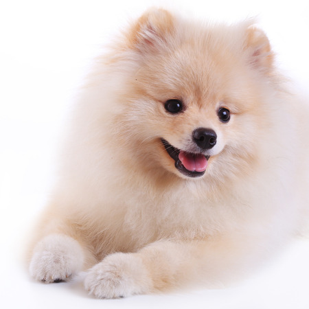 white pomeranian puppy dog, cute petの写真素材