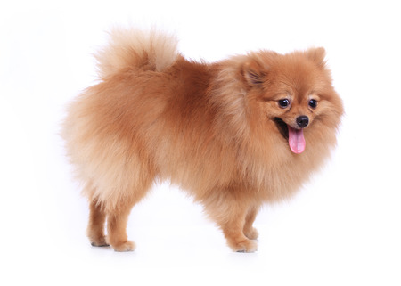 pomeranian dog isolated on white background, cute pet in homeの写真素材