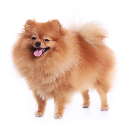 pomeranian dog isolated on white background, cute pet in homeの写真素材