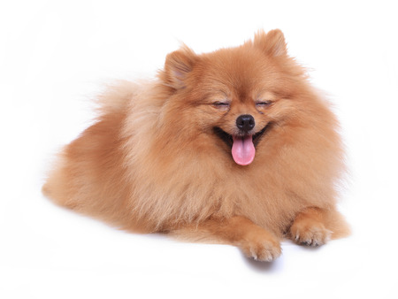 brown pomeranian dog isolated on white background, cute pet in homeの写真素材